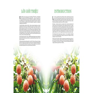 Giấm Vải Kim Ngân