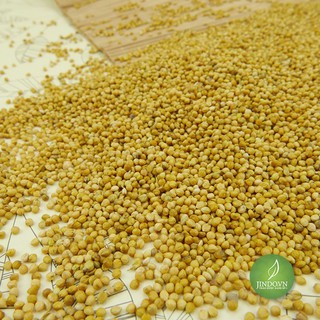 Hạt kê nếp vàng 100gram loại thượng hạng - OLF117