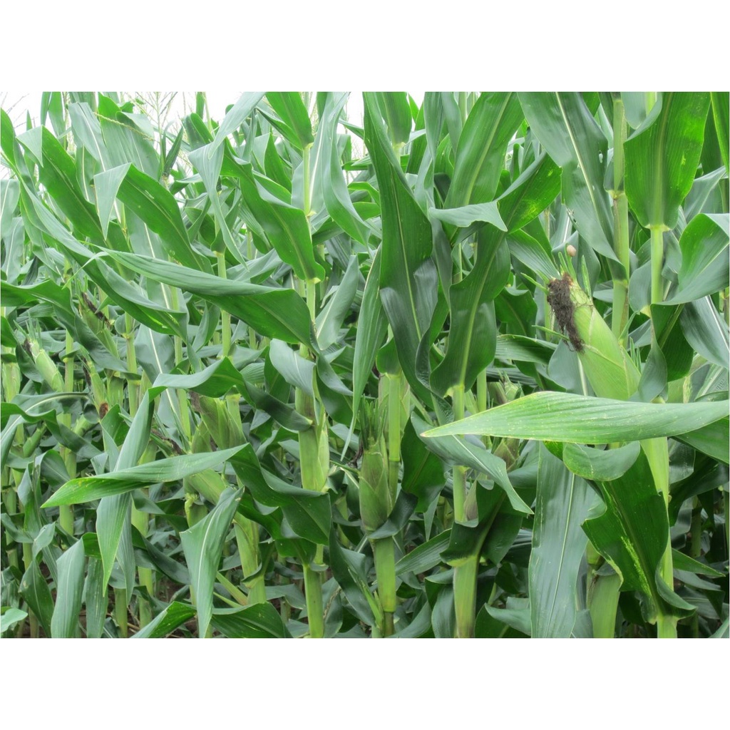 Hạt Giống NGÔ NẾP LAI HN68 rất thơm gói zin 100g