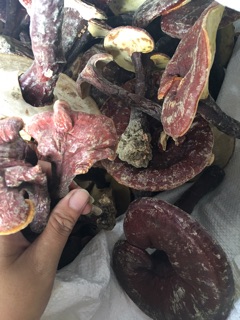 Nấm lim xanh 1kg