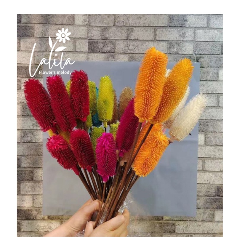 Hoa khô TEASEL trang trí nhà cửa_Gai dứa Decor