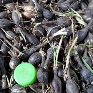 1Củ hoa hệ mưa màu trắng