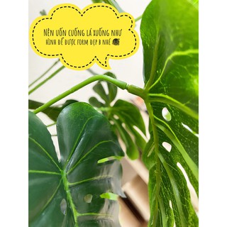 TRẦU BÀ LÁ XẺ 1M5- CÂY GIẢ DECOR