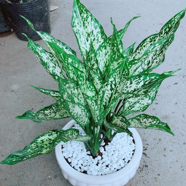 Chậu Ngọc Ngân