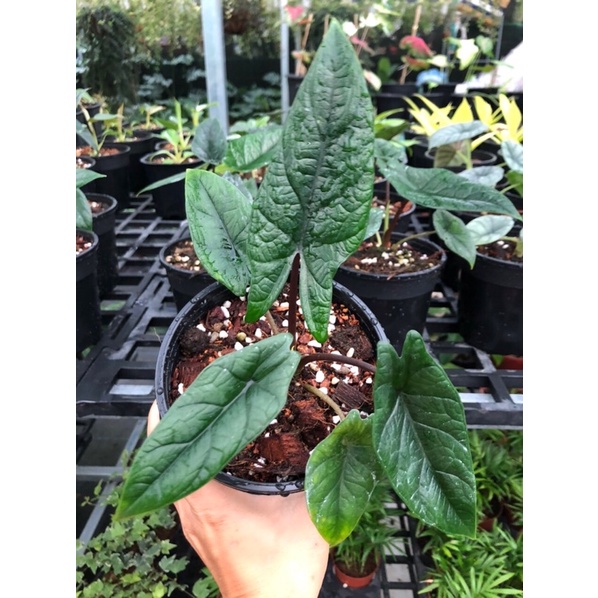 Cây môn Alocasia scalprum