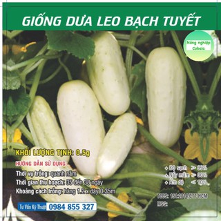 Hạt giống dưa leo bạch tuyết 0.5gr