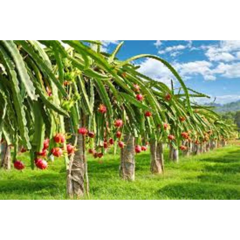 4 cây giống thanh long ruột đỏ có bầu đất