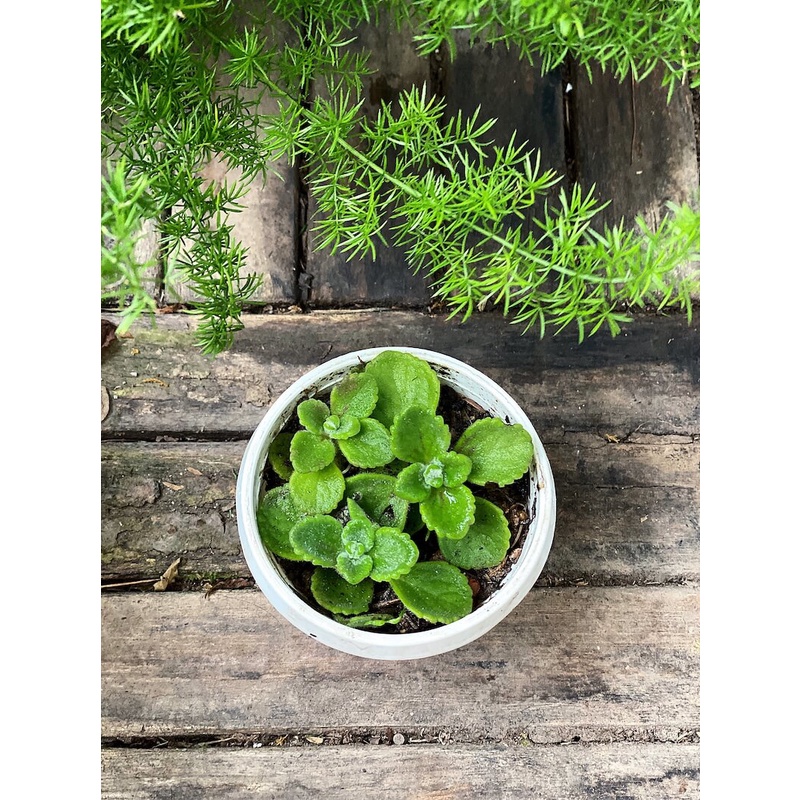 Cây Plectranthus amboinicus Cuban Oregano (Kinh Giới Cu Ba) (Lá Có Mùi Rất Thơm) chậu nhựa 8cm