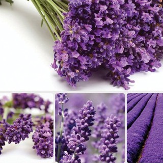 Hạt giống hoa Oải Hương, Lavender 100 hạt - tặng kèm 3 viên nén kích thích ươm hạt - HG1