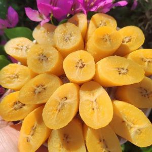 CÂY GIỐNG CHUỐI SÁP NGHỆ CẤY MÔ SIÊU SỚM