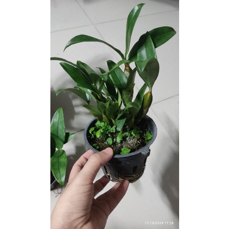 Lan kiều hồng trưởng thành sắp hoa