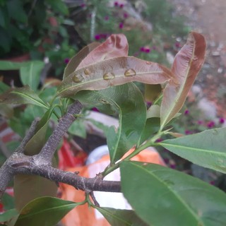 Siêu Vọt Đọt