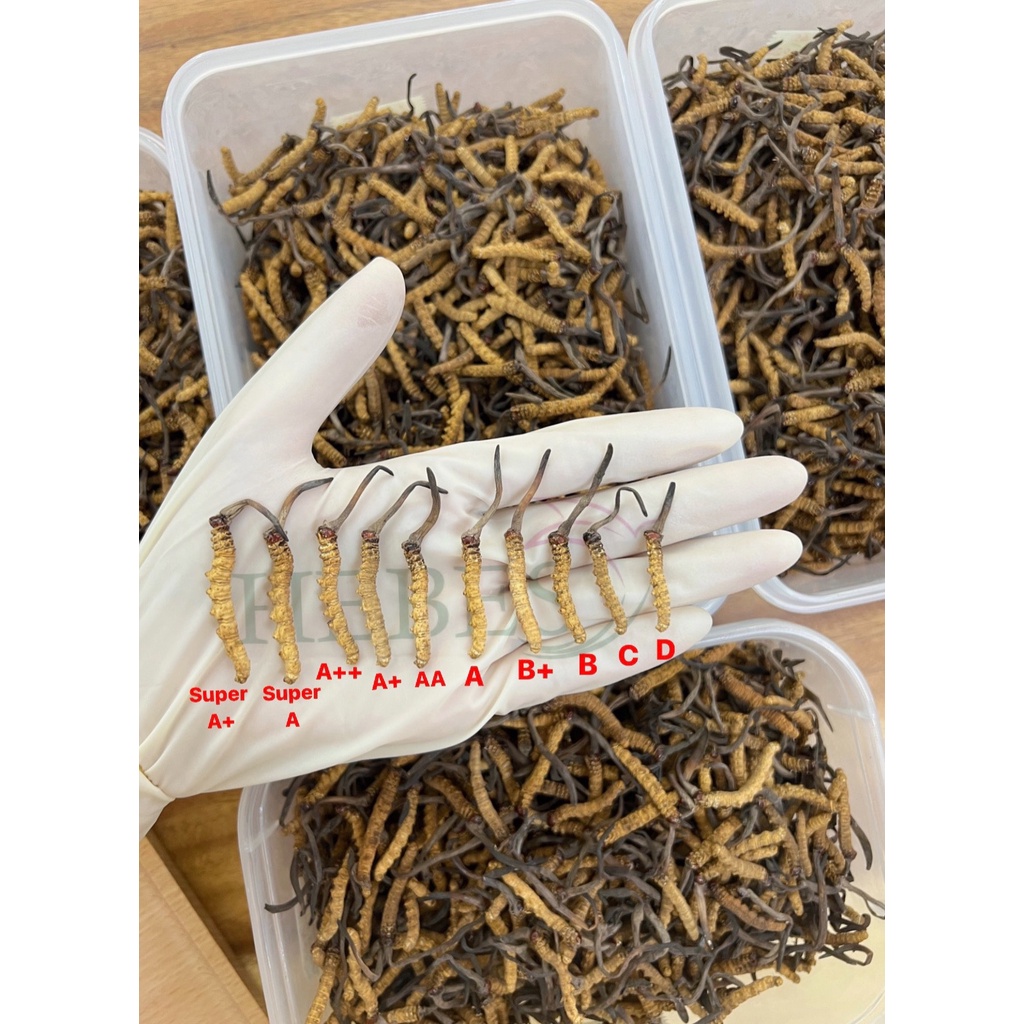 ĐÔNG TRÙNG HẠ THẢO MẮT ĐỎ THIÊN NHIÊN NÚI TUYẾT BHUTAN 10GRAM SIZE 61-70 CON