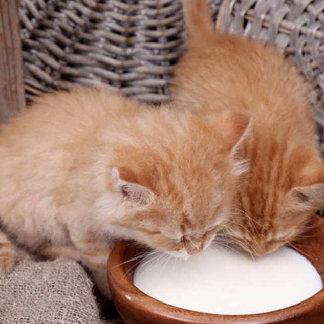 Sữa cho chó mèo GOAT MILK POWDER 280G - Bột sữa dê bổ sung canxi, vitamin, đạm, béo và khoáng TẶNG KÈM BÌNH