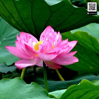 12H - HẠT GIỐNG HOA SEN CUNG ĐÌNH