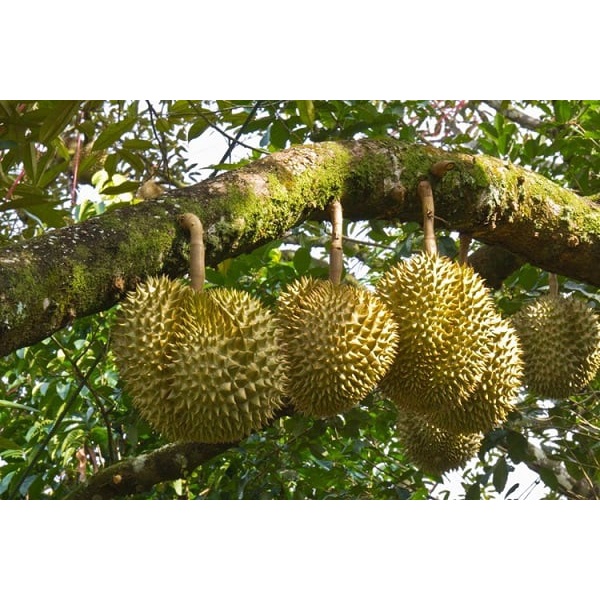 Cây giống sầu riêng ri6