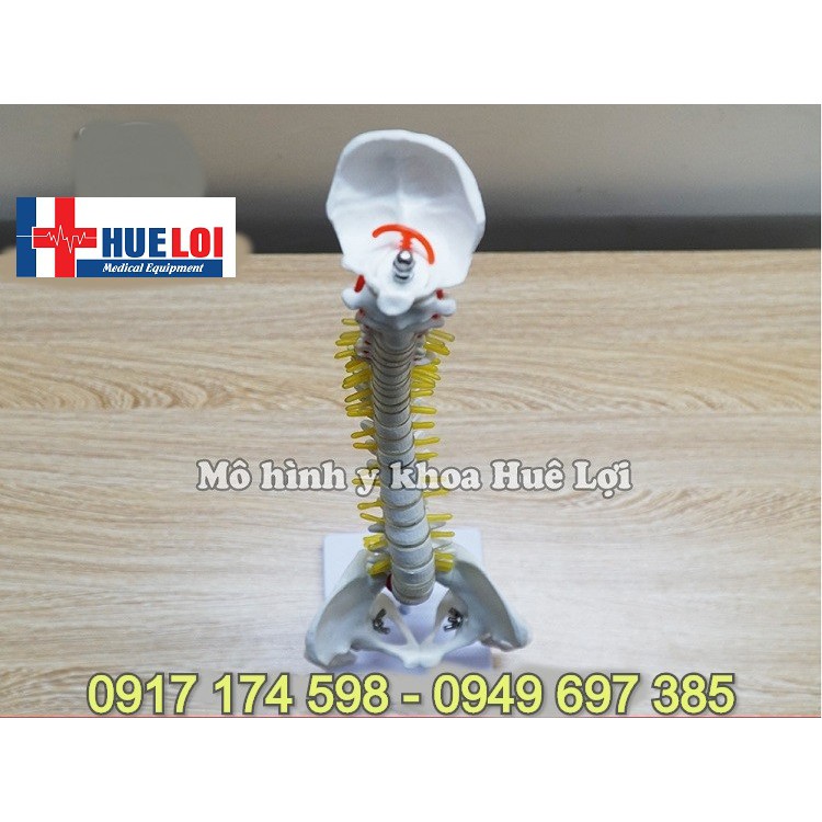 Mô hình giải phẫu xương cột sống 45cm