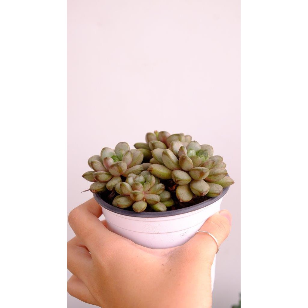 (GRAPTOVERIA AMETHORUM) SEN ĐÁ VE CHÓ, SỎI INDO, HẠT CÚC