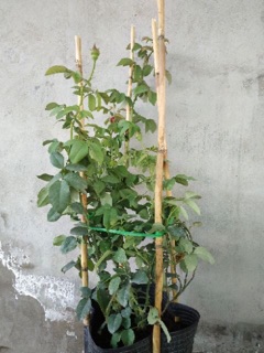 Cây hoa hồng Soeur Emmanuelle(hồng pháp)