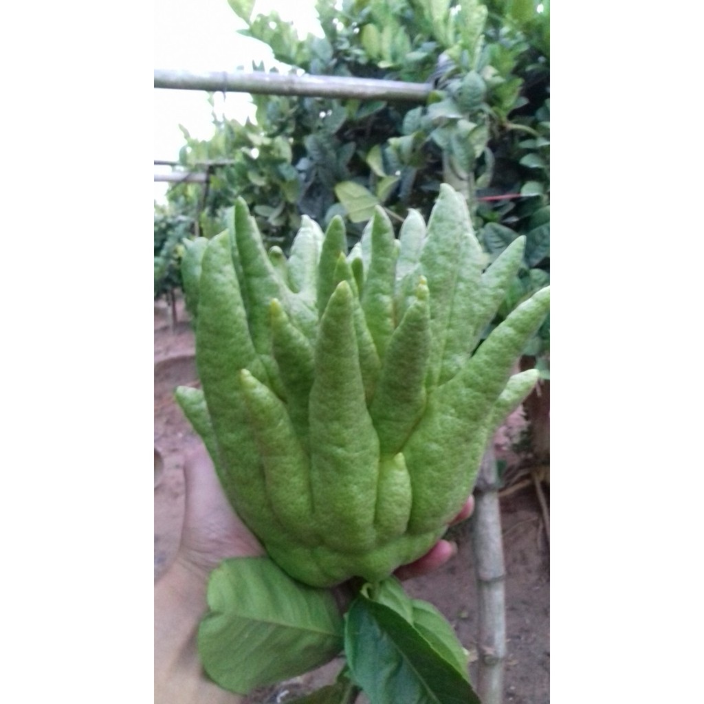 Quả Phật thủ bày ban thờ ngày lễ tết (sẵn hàng) | BigBuy360 - bigbuy360.vn