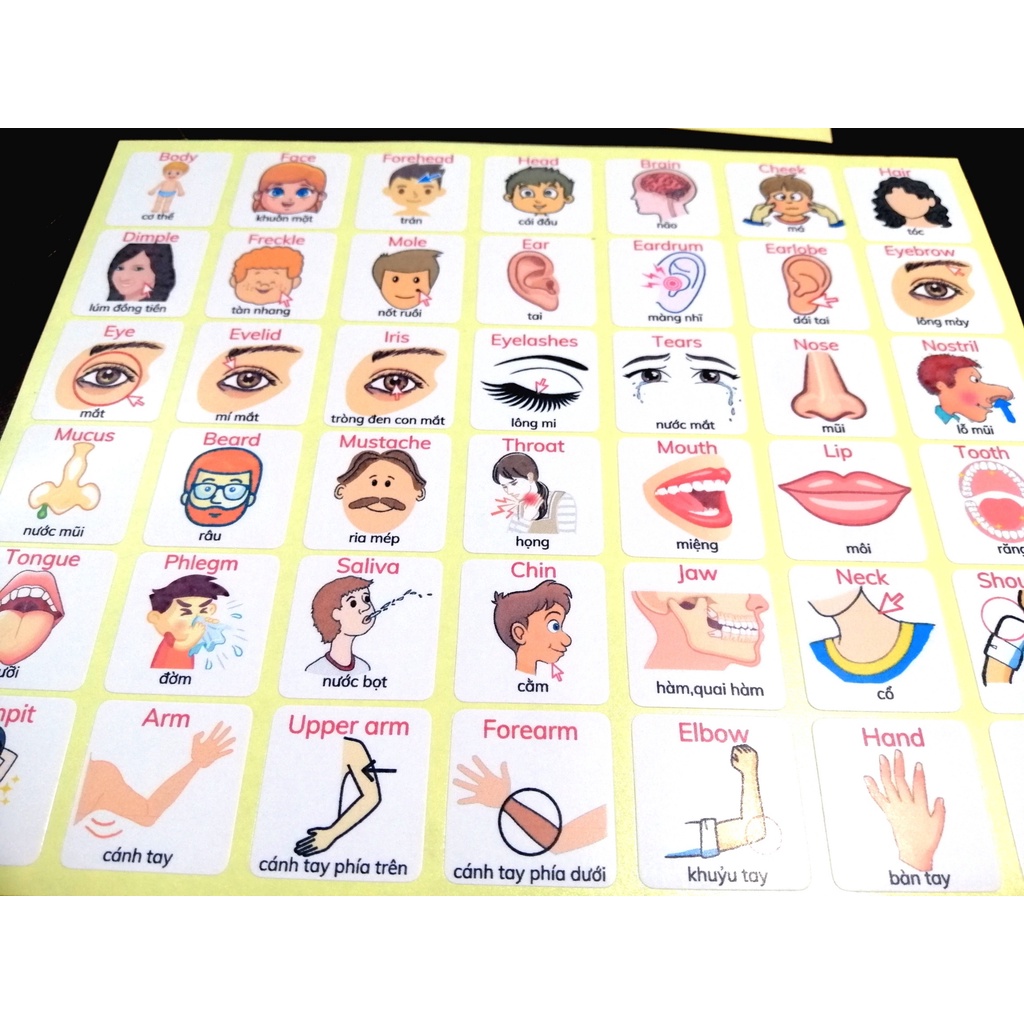 🔥42 miếng dán stickers từ vựng tiếng Anh chủ đề BODY - 42 Eng/Vi vocabulary stickers topic BODY 🔥