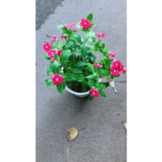 Chậu Hoa Dừa Cạn (đỏ,trắng,hồng đậm,hồng nhạt)