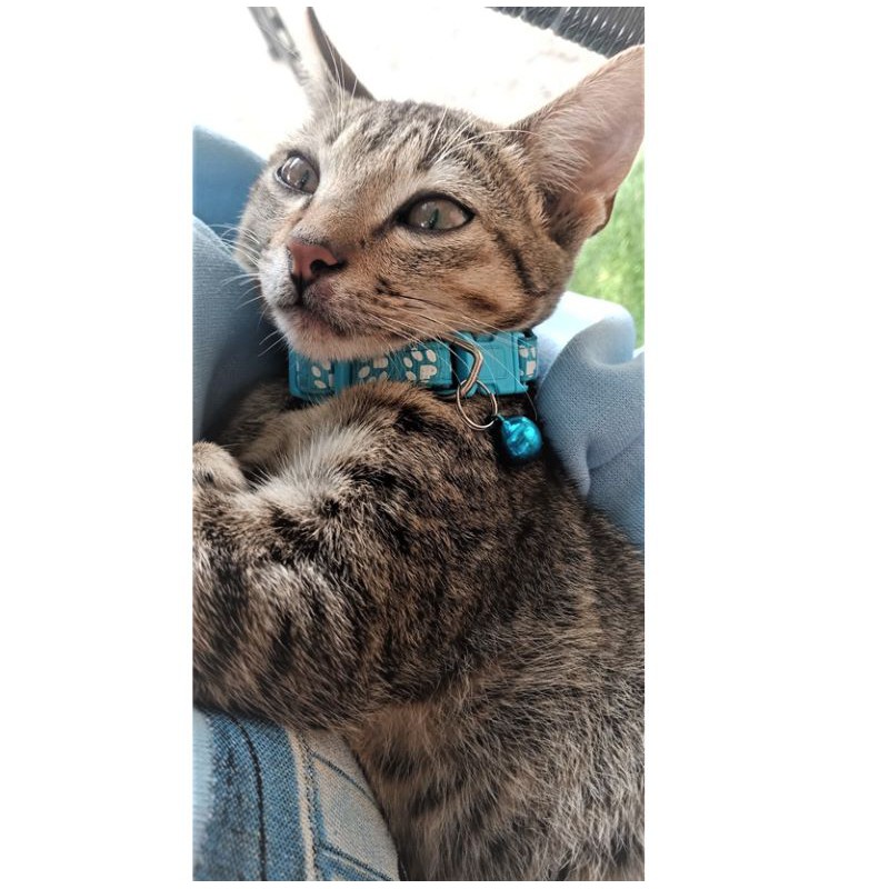 VÒNG CỔ CHO MÈO, CÚN NHỎ CÓ CHUÔNG GIAO MÀU THEO YÊU CẦU -  LOVE PETS SHOP