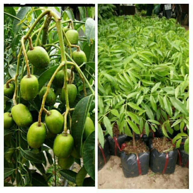 CÂY GIỐNG CÓC THÁI