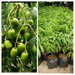 CÂY GIỐNG CÓC THÁI