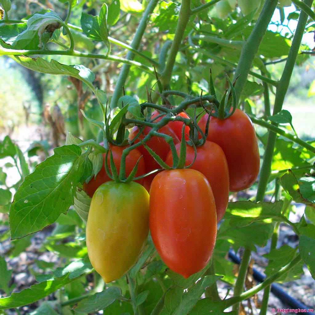 Hạt giống cà chua chuối quả đỏ 30 hạt - TẶNG kèm viên nén ươm hạt