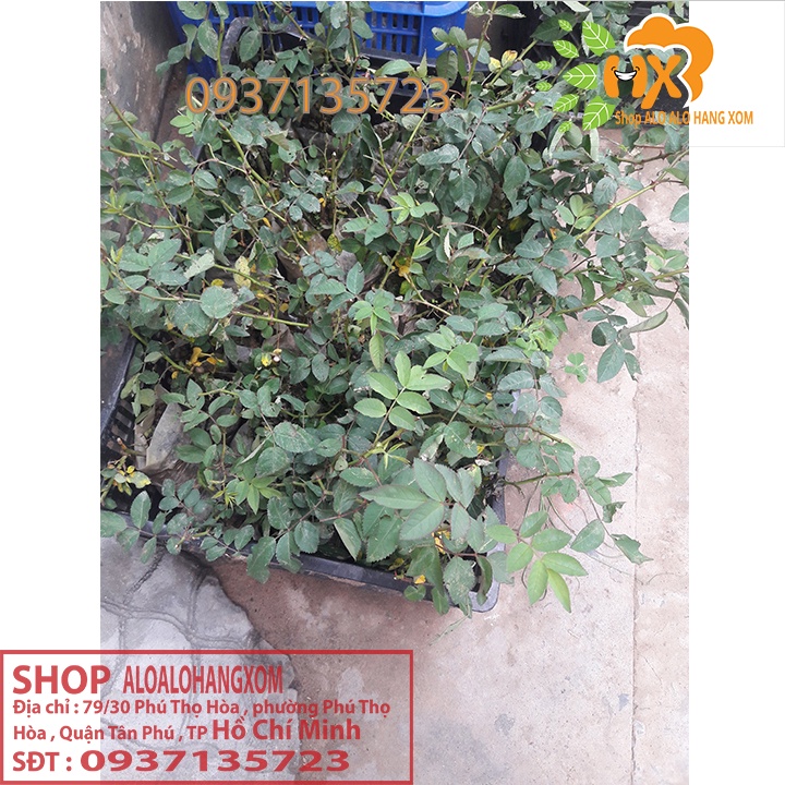 Combo 5 cây hoa hồng tầm xuân cây giống