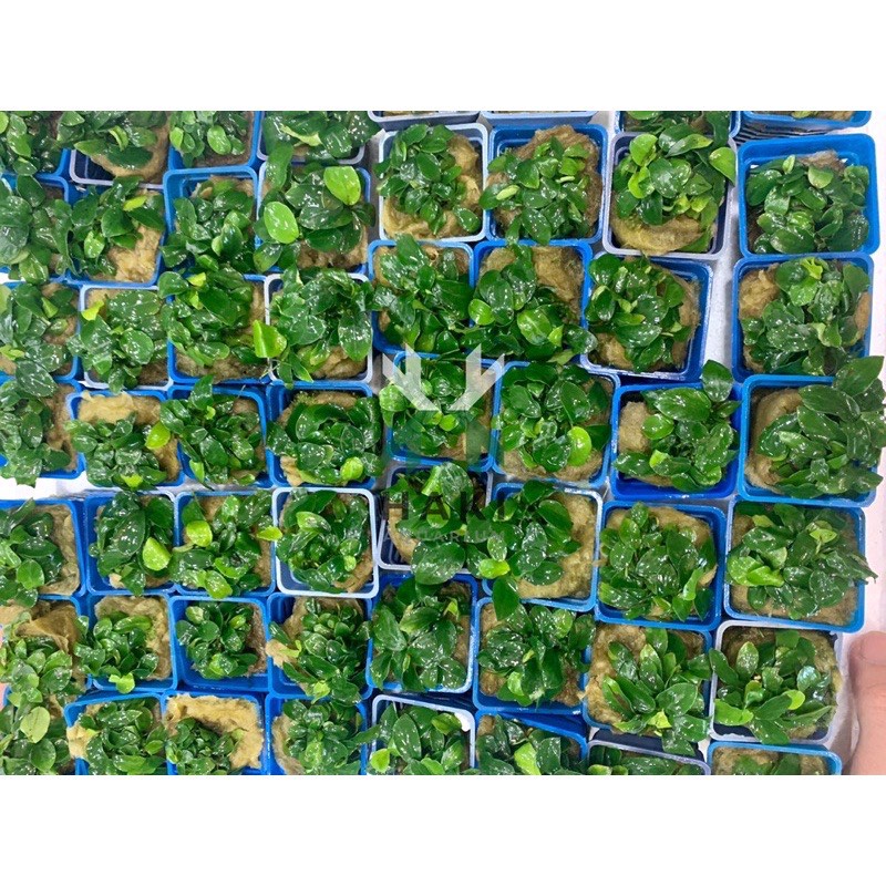 RÁY NANA TRUNG QUỐC - RÁY LÁ NHỎ