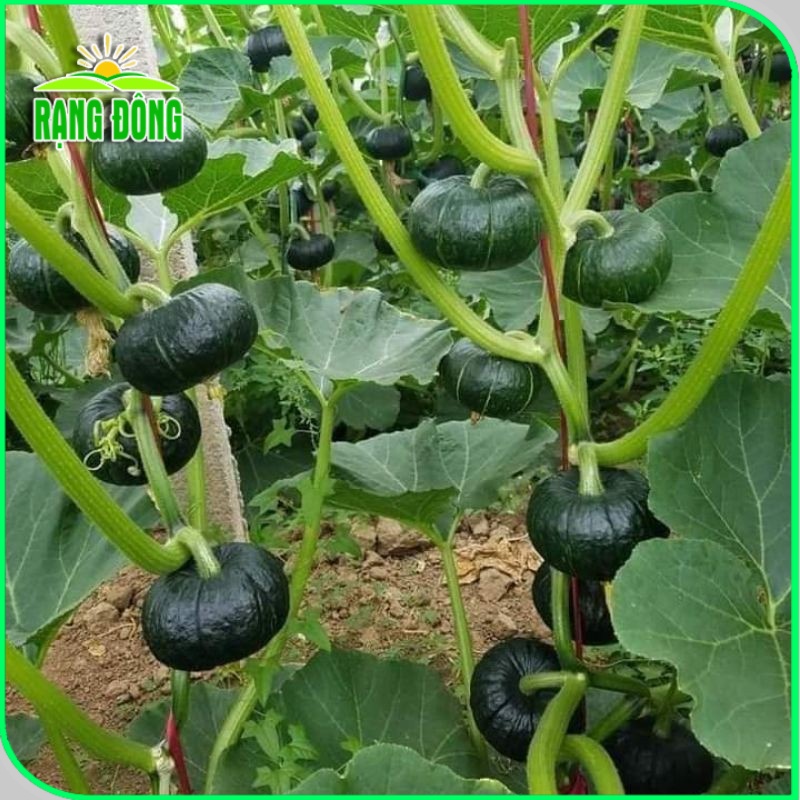 Hạt giống Bí Đỏ Nhật lai F1 dễ trồng, trái to, thịt dày, thơm, ngon (gói 5 hạt) - Hạt giống Rạng Đông