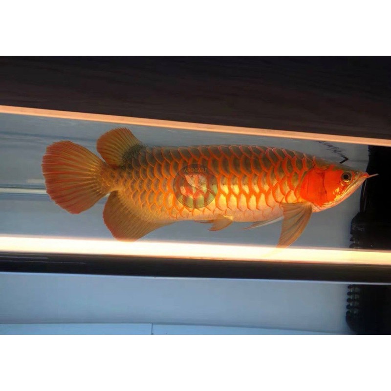 Đèn hard tanning Mayin 2700K chuyên cho huyết long 112cm