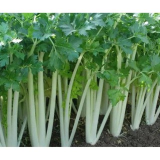 5 gram hạt giống cần tây trắng