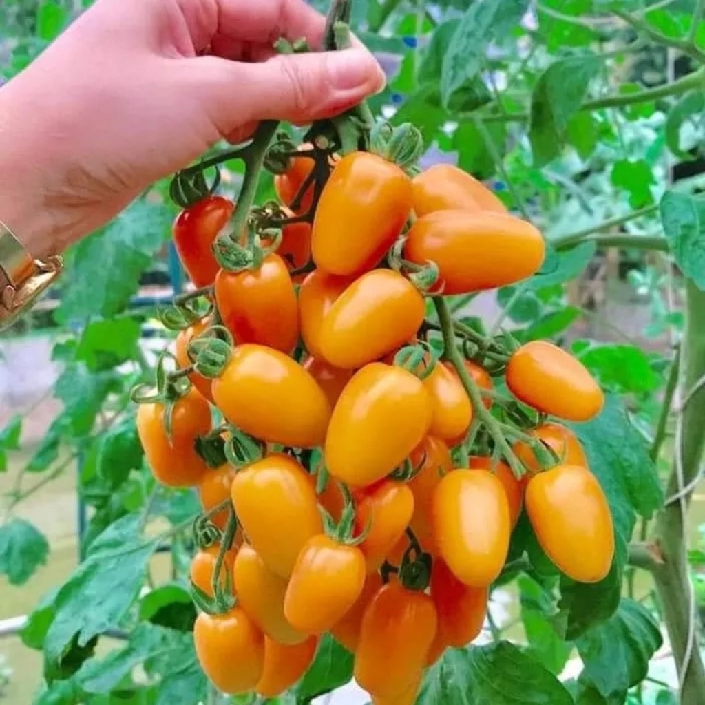 Hạt giống cà chua nova siêu trái - rau củ quả trồng chậu, sân vườn ban công ngon ngọt nảy mầm cao