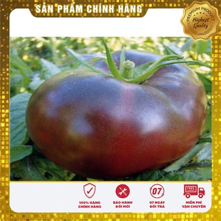 Hạt Giống Cà Chua Socola quả to gói 10 hạt