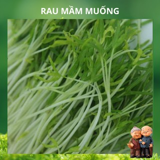 Hạt giống rau mầm rau muống vn - 100g