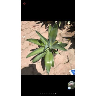 Cây dứa xanh nam mỹ