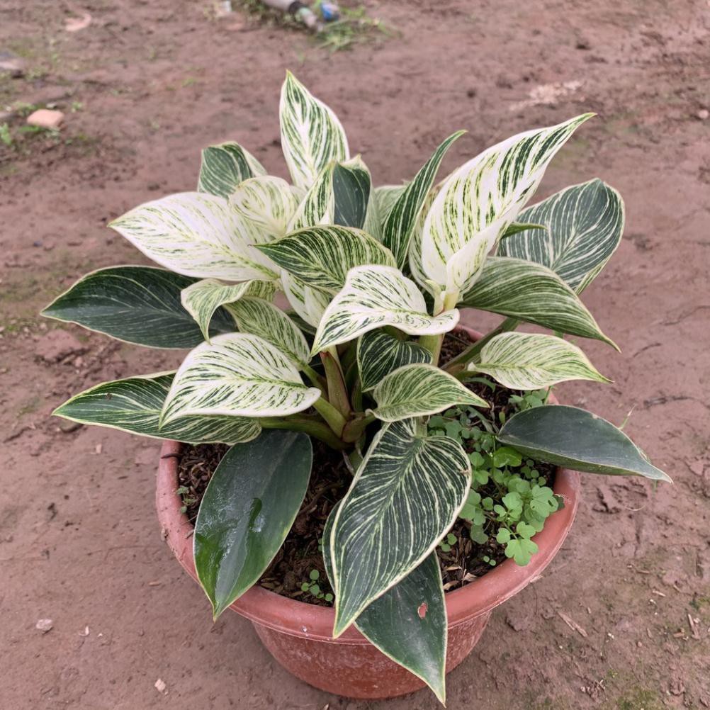 Cây trầu bà kim cương 2-3 gốc nhánh