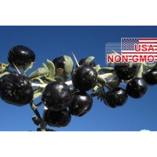 Hạt giống hắc kỷ tử - black gojiberry lycium ruthenicum - lyc002