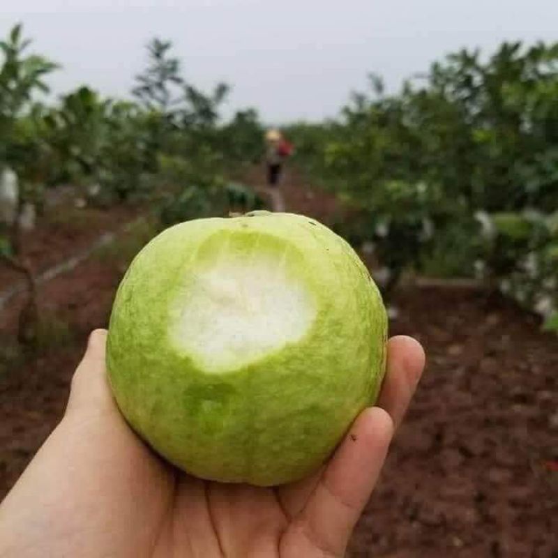 Cây giống Ổi găng Đông Dư  cây cho quả quanh năm