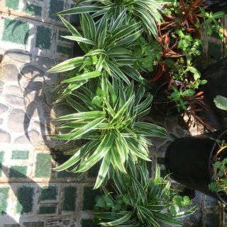 Cây cỏ lan chi(hình thật)