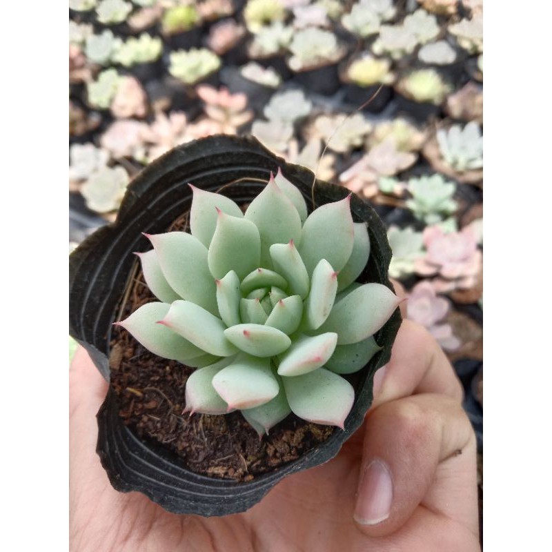 SEN ĐÁ RUBY TRẮNG size mini 8x8 cm thuần khí hậu sức sống cao đẹp 💪