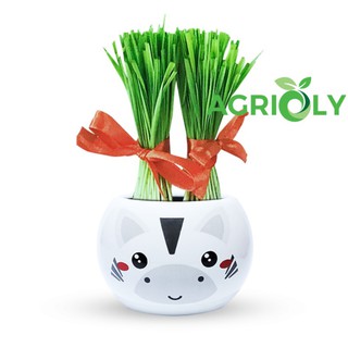 Bộ Cỏ Lúa Mì Tự Trồng Grass Kit Hình Ngựa Vằn