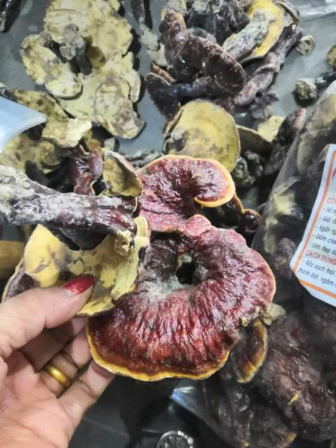 Nấm Lim Xanh 1Kg