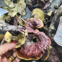 Nấm Lim Xanh 1Kg (Hàng Bán Tự Nhiên)