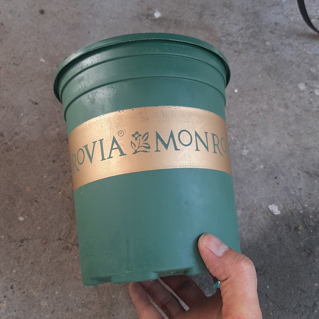 Chậu nhựa trồng cây Monrovia 1GAL (chậu 1 gallon)