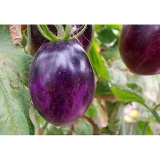 [Big Sale] Hạt giống cà chua tím (purple tomato)
