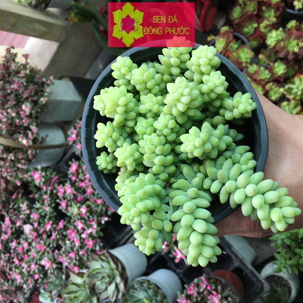 Sen đá chuỗi ngọc bi bụi đại - Sen đá Đông Phước